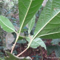 Agrostistachys indica Dalzell